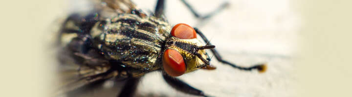 fliegenbekaempfung kategorieeinstiegsbanner fliegenbekaempfung kategorieeinstiegsbanner